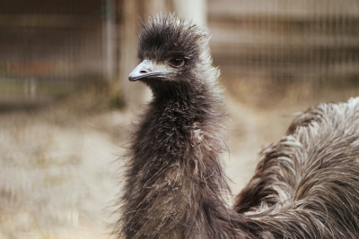 Emu hnědý – Farmapark u Toma